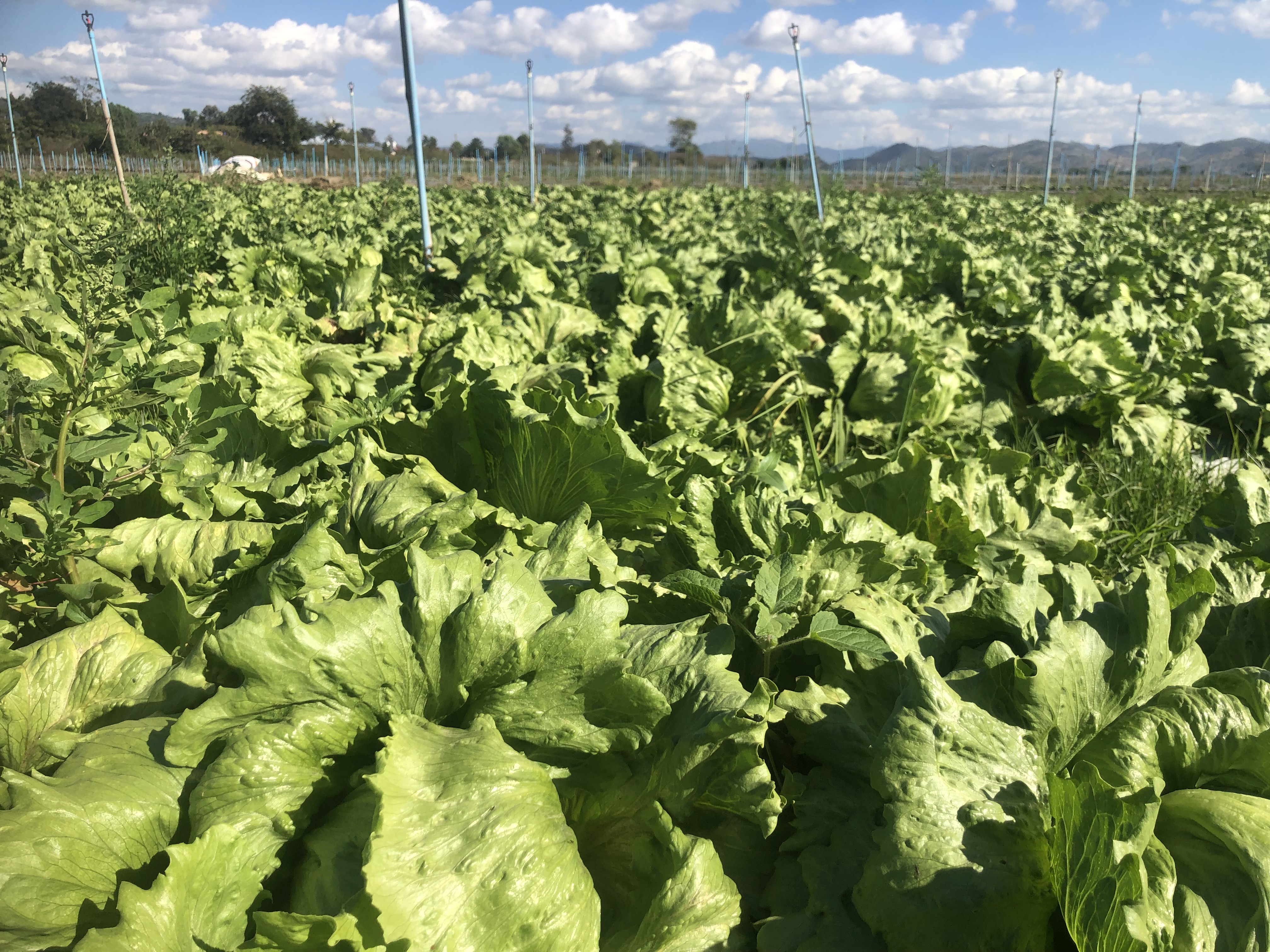 Vegetable Field