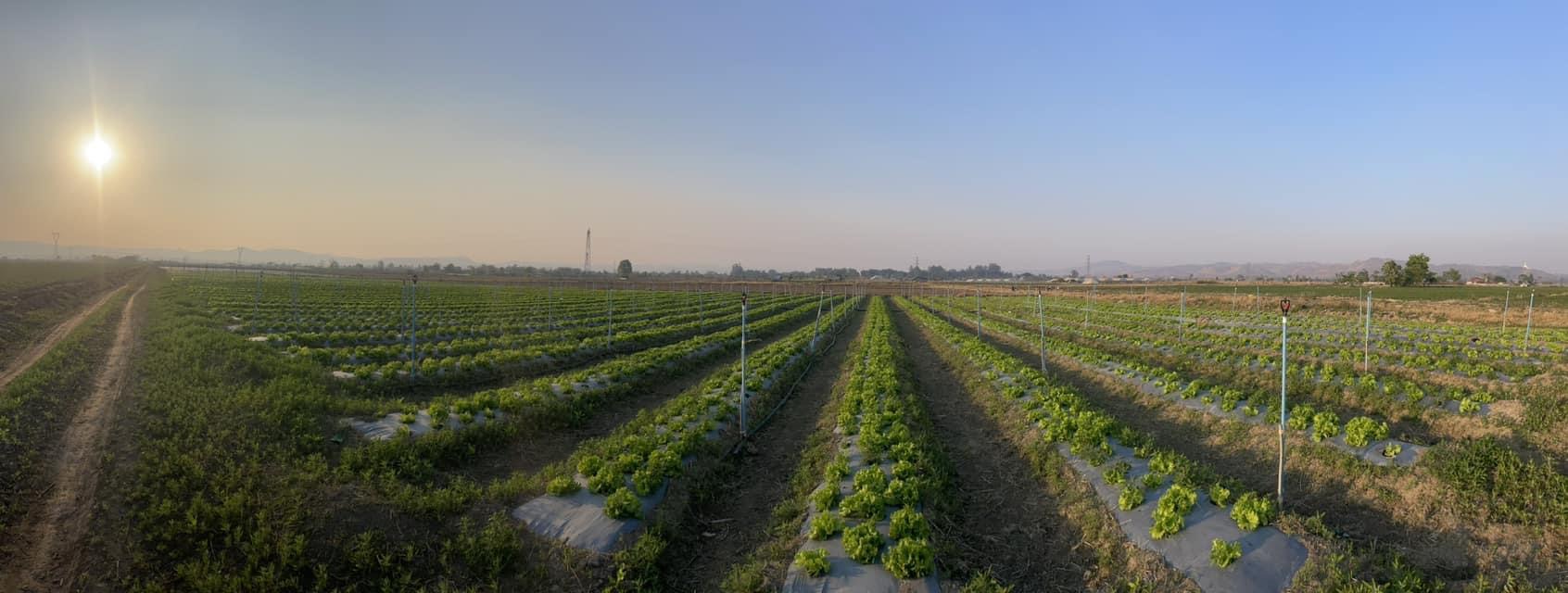 Healthy Crop Growth
