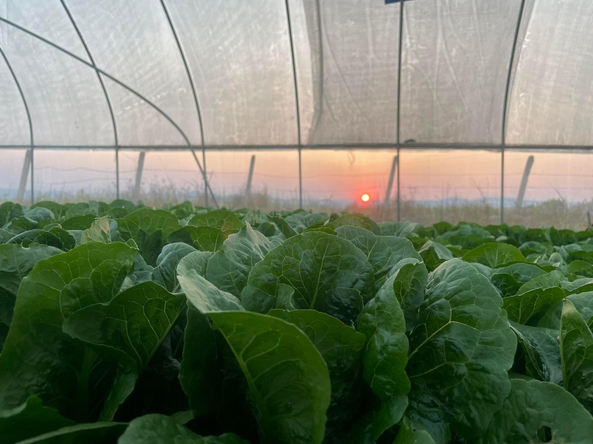 Seasonal Produce