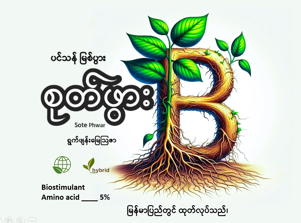 Official Sote Phwar logo